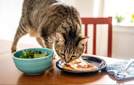 Best Cat Food For Older Cats With Sensitive Stomachs