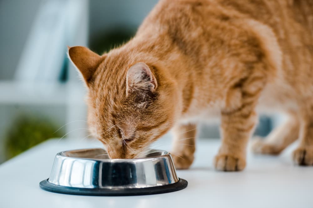 Wellness Sensitive Stomach Cat Food